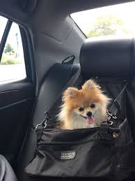 pomeranian car seat baby dogs dog breeds cute animals