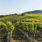 Beauty in the vines. event image