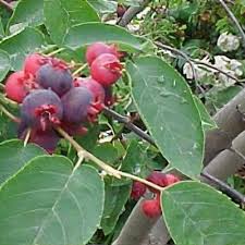 Image result for Amelanchier laevis