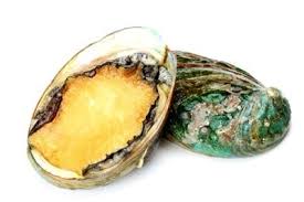 Via spanish abulón, from rumsen aulón) is a common name for any of a group of small to very large marine gastropod molluscs in the family haliotidae. Abalone Irismuscheln Seeohren Hochst Bizarrer Schnecken Snack Fisch Gruber