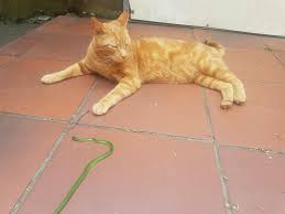 My Brave Boy Relaxing With His Food Don T Worry The Smol Snek Got Away Cat Pics Cat Photo Feline