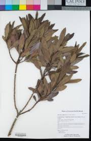 Image result for Myrica chimanimaniana