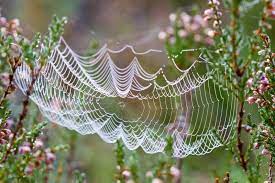 9 Spider Web Spiritual Meaning: Walking Through A Spider Web
