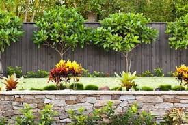 Native Gardenia Tree Outdoor Gardens Design Backyard Plants Landscaping Along Fence