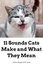 11 Sounds Cats Make And What They Mean Cat Behavior Facts Cat Parenting Cat Behavior