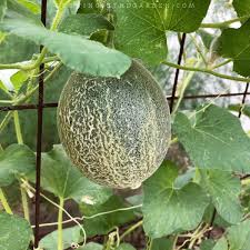 It's literally counter top gardening. How To Grow Cantaloupe 9 Tips For Growing Cantaloupe Growing In The Garden