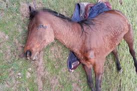 Le Girouard En Vendee Un Cheval De Course Retrouve Mort Dans Son Paddock Plot or ending details follow. un cheval de course retrouve mort dans
