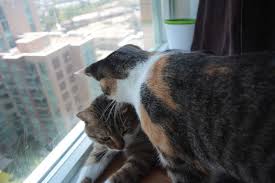 Why Do Cats Lick Groom Each Other Does It Mean They Like Each Other Cats Pet Blog Pet Parent