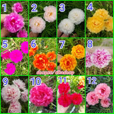 Daftar isi tips merawat bunga hias supaya subur gunakan 10 bibit bunga ini untuk menghasilkan bunga alami di rumahmu memiliki banyak nama lain seperti portulaca, krokot, hingga bunga pukul sembilan, bunga yang. Paket Stek Moss Rose Portulaca Bunga Krokot Tumpuk Lokal Bunga Pukul 9 Shopee Indonesia