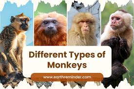 20 Different Types of Monkeys In the World with Pictures and Facts