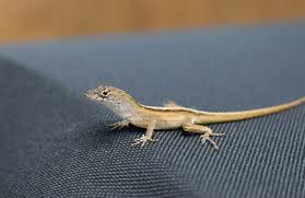Lizards are merely temporary visitors that are in search of food. Local Lizards