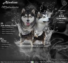 Die meisten hundebesitzer erwerben ihre welpen im frühjahr.pomeranian welpe zu verkaufen. Alaskan Malamute Zum Verkauf In Der Stadt Votkinsk Russische Foderation Preis 344 Ankundigung 9244