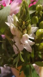 Image result for Nothoscordum borbonicum