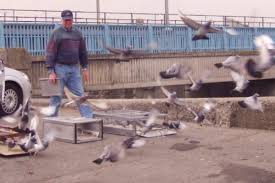 This is exactly what one passionate fancier named elliot lang did when he put all his personal knowledge down on paper and published how to breed, race, win and make money with racing pigeons. Video The Nest Box Tells The Story Winning Pigeon Racing And Racing Pigeons Strategies Pigeon Insider