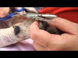 What Is Hyperkeratosis Does Your Dog Have A Dry Crusty Nose Paw Pads That Look Like They Are Growing Hair Cracking Of The Paw Hairy Dog Paw Pads Dog Care