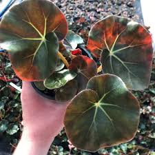 Image result for Begonia rostrata