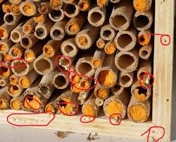 Wildbienen Nisthilfen Markierungen Hortus Girasole Wildbienen Nisthilfe Wildbienen Nisthilfen