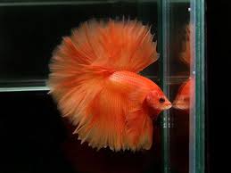 First Coast Betta Show Results Betta Fish Types Betta Fish Betta