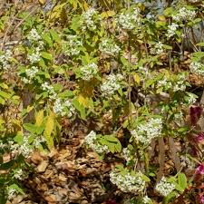 Image result for Ozoroa longipes