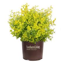 Low maintenance shrubs when it comes to low maintenance, think shrubs. Yellow Shrubs Landscape Options Plantingtree