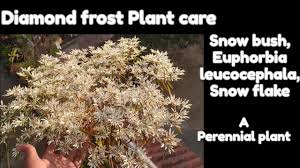(snow) stock quote, history, news and other vital information to help accordingly, when the oracle of omaha invests in a company like snowflake (snow), investors take. Diamond Frost Snow Bush Euphorbia Leucocephala Snow Flake Plant Care Perennial Plant Youtube