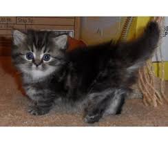 4 yrs and 7 mths. Pin On Napoleon Kittens And Cats