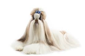 Maybe you would like to learn more about one of these? Shih Tzu Dog Breed Information