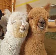 The National Wedding Show On Instagram Sometimes All You Need Are Llamas At A Wedding Image Credit In 2020 Weird Animals Animals Cute Little Animals