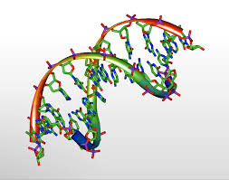 Download free dna png png with transparent background. File Dna 3d Model Png Wikipedia