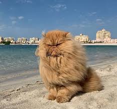 How do i know if my cat is persian? Pictures Of A Persian Cat At The Seaside Poc