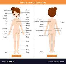 The study of body language is called when a woman is using this body language, it shows that she feels she is in control of the situation and she is demanding respect. Female Anatomy Pics Human Body Organs Human Body Anatomy Human Body Diagram