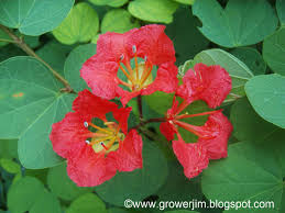 Image result for Bauhinia galpinii