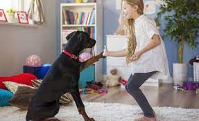 Dog Training For Kids 7 Skills Your Kids Can Teach Your Dog K9 Of Mine