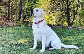 Are White Labradors Purebred And Other Facts You Need To Know K9 Web