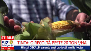 La porumb, in schimb, preturile pe plan intern sunt inca jos, chiar daca in crestere usoara, undeva la 61 de bani/kg in prezent. Porumbul SemÄnat Cu 100 000 De Boabe Germinabile La Hectar Youtube