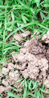 We did not find results for: What Are Those Weird Mudballs In My Lawn Buy Turf Online