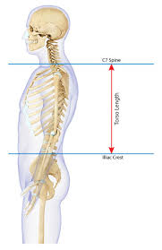Ajustement du sac à dos - Mesure de la longueur du torse