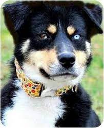 We did not find results for: Greater Swiss Mountain Husky Mix Bernese Mountain Dog Hybrid Dogs Dogs With Blue Eyes