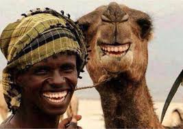 My friend Hazen was less than impressed with these camels getting 'down and  dirty' as he was