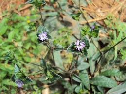 Image result for Elephantopus scaber