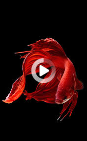 Betta Fish Wallpapers Best Betta Fish Wallpaper For Android Apk Download In 2020 Fish Wallpaper Betta Fish Fish Illustration