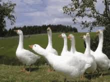 The fur trim that lines the hoods of the company's winter jackets comes from wild coyotes who were trapped, killed, and skinned. Goose Attack Gifs Tenor