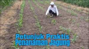 Petunjuk Praktis Penanaman Jagung Tutorial Pertanian Youtube