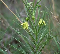 Image result for Littonia modesta