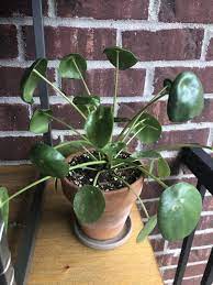 The high temperature in the room is the reason behind the leaves curling inwards. Houseplants Forum Pilea Leaves Curling Cupping Garden Org