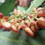 Image result for Campylospermum vogelii