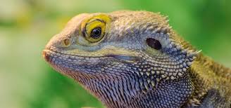 Quotes and proverbs about reptiles. Advice On Reptile Vivariums Heating And Lighting Exoticdirect
