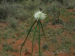 Image result for Kyllinga alba