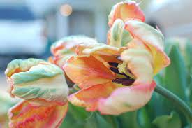 Poppies are ephemeral flowers, they fade away soon too, mostly, in just two days in vases. Grow Your Own The Best Cut Flowers For Florists Slowflowers Journal