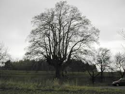 A suit that did not mind anything // pragovka gallery entry 3.4. Vojnarova Lipa Nove Mesto Nad Metuji Oficialni Stranky